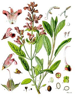 Šalvěj - Salvia officinalis 50 g