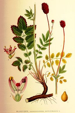 Toten - Sanguisorba officinalis 50 g