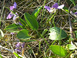 Violka - Viola ambigua 50 g