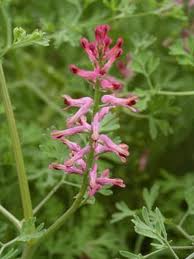 Zemědým - Fumaria officinalis 50 g