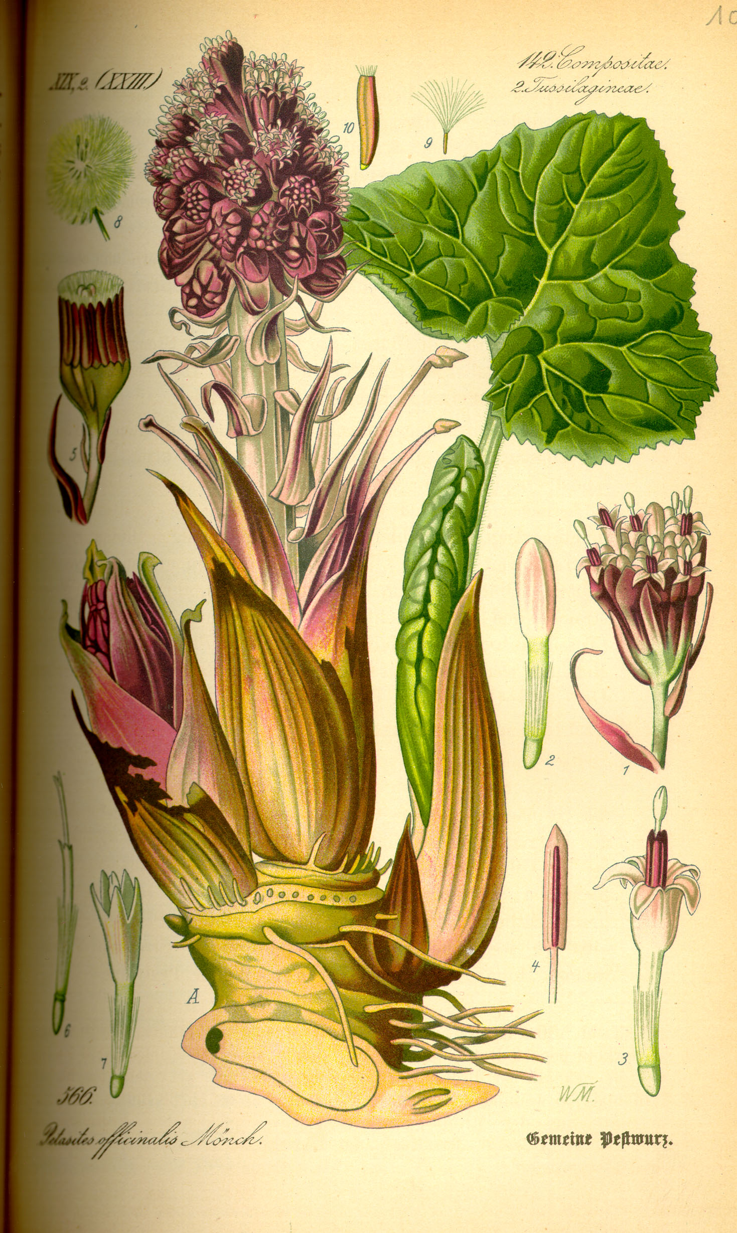 Devětsil - Petasites hybridus Linné 50 g