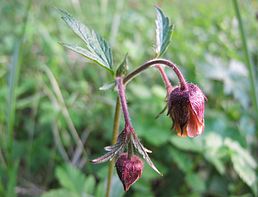 Kuklík - Geum rivale 50 g