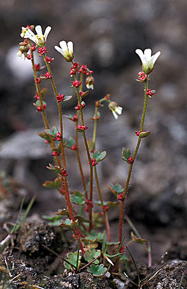 Lomikámen - Saxifraga cernua 25 g