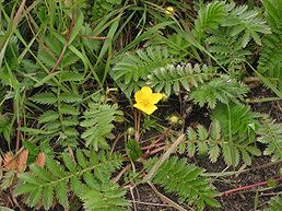 Mochna - Potentilla anserina 50 g