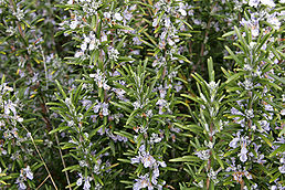 Rozmarýn - Rosmarinus officinalis 50 g