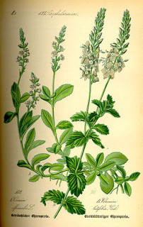Rozrazil - Veronica officinalis
