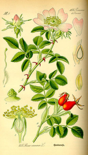 Růže šípková - Rosa canina