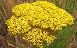 Řebříček - Achillea filipendulina 50 g
