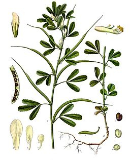 Řecké seno - Trigonella foenum 50 g