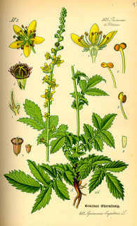 Řepík - Agrimonia eupatoria 50 g