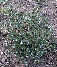 Saturejka - Satureja hortensis 50 g