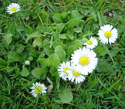 Sedmikráska - Bellis perennis 50 g