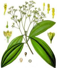 Senna - Folium sennae 50 g