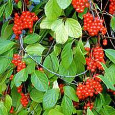 Klanopraška - Schizandra chinensis 50 g