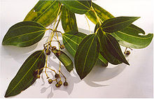 Skořice - Cinnamomum verum 50 g