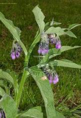 Kostival lékařský - Symhytum officinale 50 g