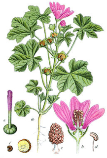 Sléz - Malva sylvestris 50 g