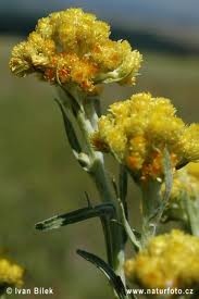 Smil - Helichrysum arenarium 50 g