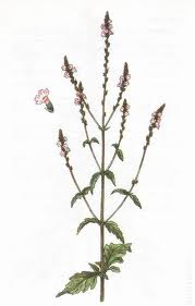 Sporýš - Verbena officinalis 50 g