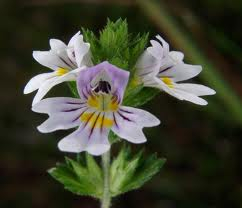 Světlík - Euphrasia rostkoviana 50 g