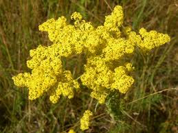 Svízel - Galium verum 50 g