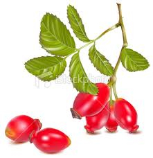 Šípek - Fructus cynosbati 50 g