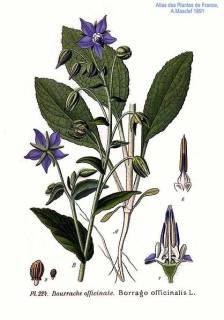 Brutnák - Borago officinalis 50 g