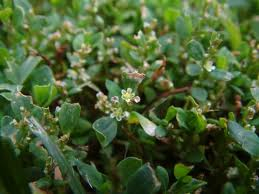 Truskavec - Polygonum aviculare 50 g