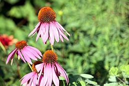 Třapatka - Echinacea purpurea 50 g