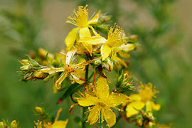 Třezalka-Hypericum perforatum 50 g