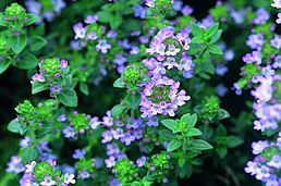 Tymián - Thymus vulgaris 50 g