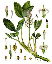 Vachta - Menyanthes trifoliata 50 g