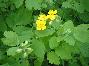 Vlaštovičník - Chelidonium majus 50 g