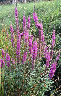Vrbice - Lythrum salicaria 50 g