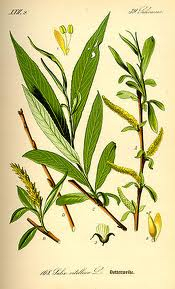 Vrbová kůra - Salix 50 g