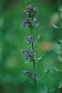 Yzop - Hyssopus officinalis 50 g