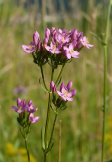 Zeměžluč - Centaurium erythraea 50 g