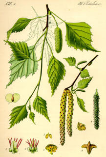 Bříza - Betula Linné 50 g