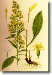 Zlatobýl - Solidago virgaurea 50 g