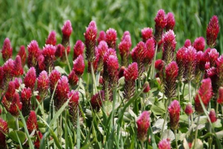 Jetel červený - Trifolium pratense  50 g