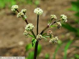Žindava - Sanicula europaea 50 g