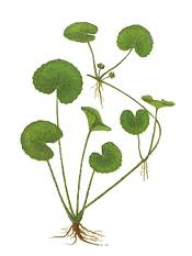 Pupečník - Gotu kola 50 g