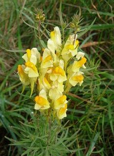 Lnice - Linaria vulgaris 50 g