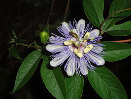 Mučenka - Passiflora incarnata