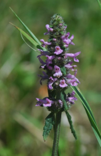 Bukvice lékařská - Stachys officinalis 50 g
