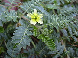Kotvičník - Tribulus terrestris