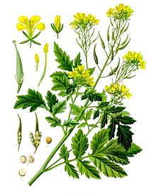 Hořčice - Sinapis alba