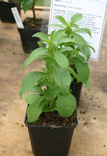Stévie - Stevia rebaudiana