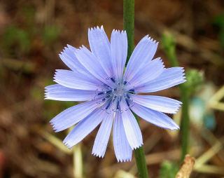 Čekanka - Cichorium 50 g