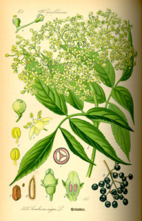 Černý bez - Sambucus nigra 50 g